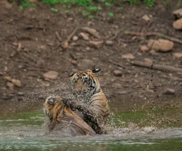 Bakula Ranthambore