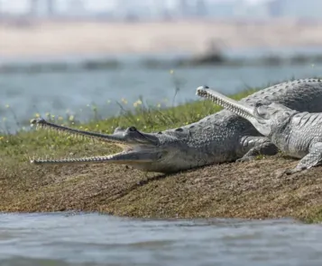 National Chambal Sanctuary