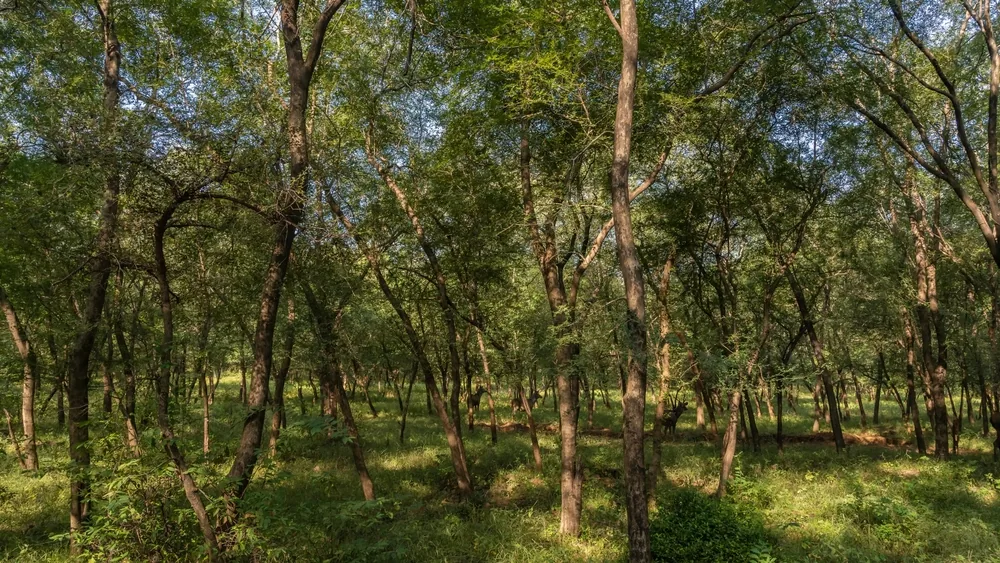 Flora in Ranthambore National Park