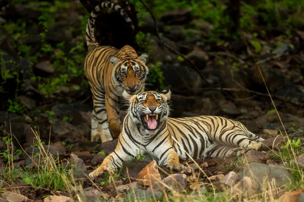 Wildlife in Ranthambore National Park