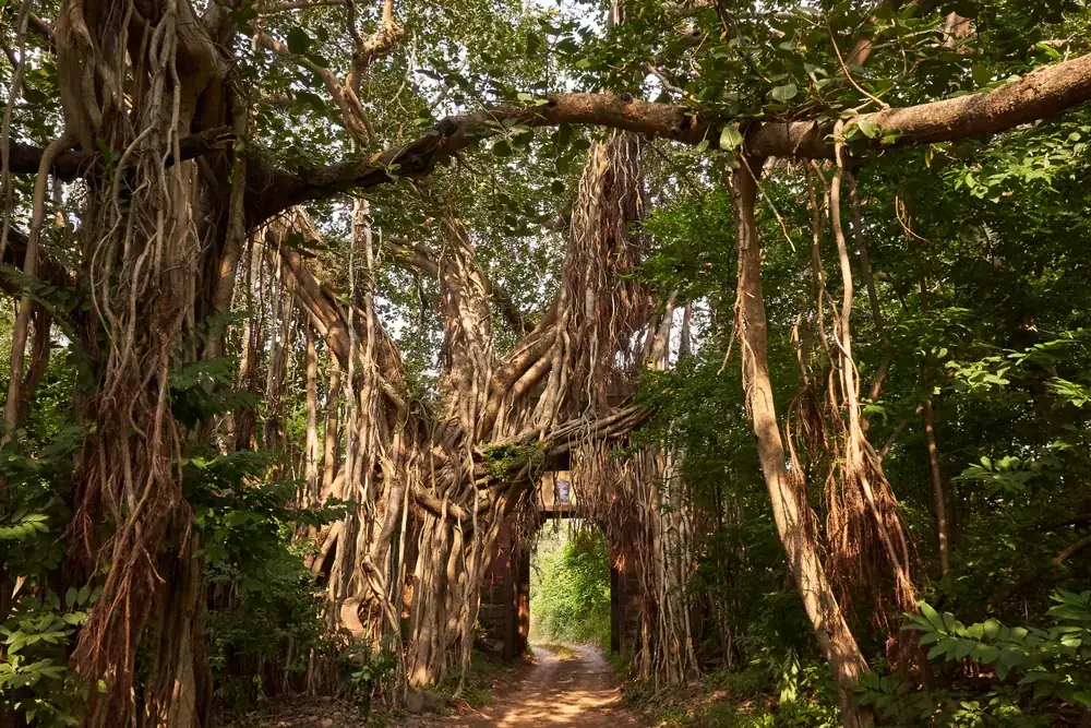Ancient Banyan tree with hanging aerial roots forming a natural archway in Ranthambore National Park
