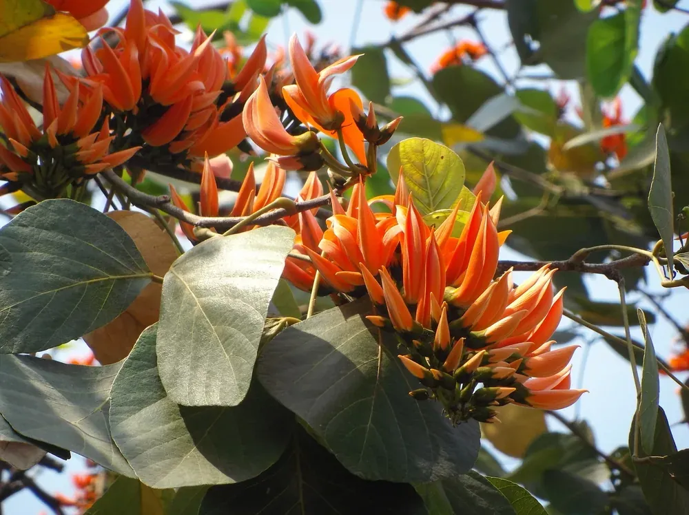 Close-up of vivid orange Flame of the Forest blooms on bare branches in Ranthambore