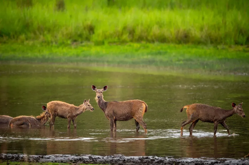 A group of sambar deer at a waterhole inside Ranthambore National Park, surrounded by lush grassland
