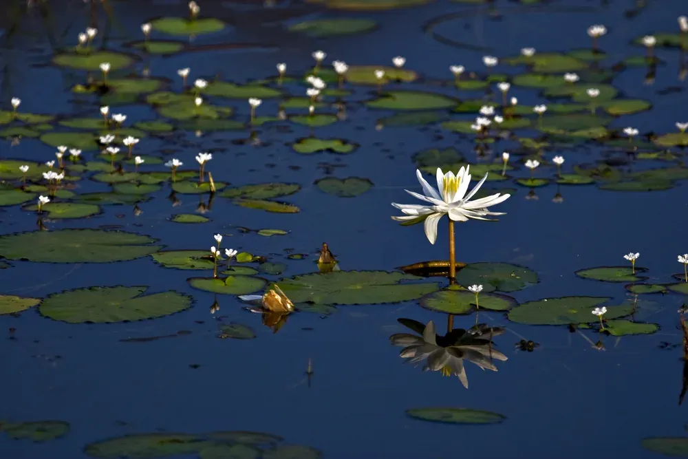 White water lilies floating on a lake in Ranthambore National Park