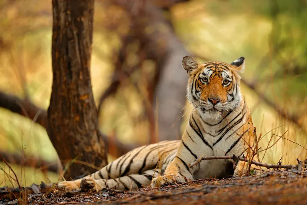 Ranthambore National Park landscape