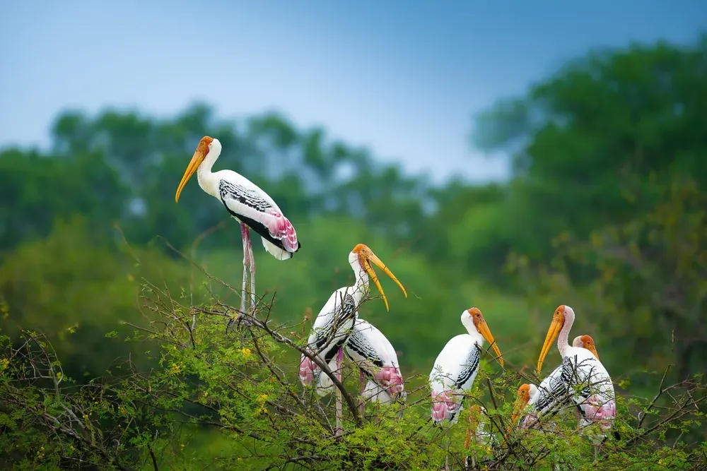 Keoladeo National Park