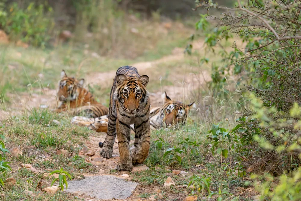 Sariska National Park