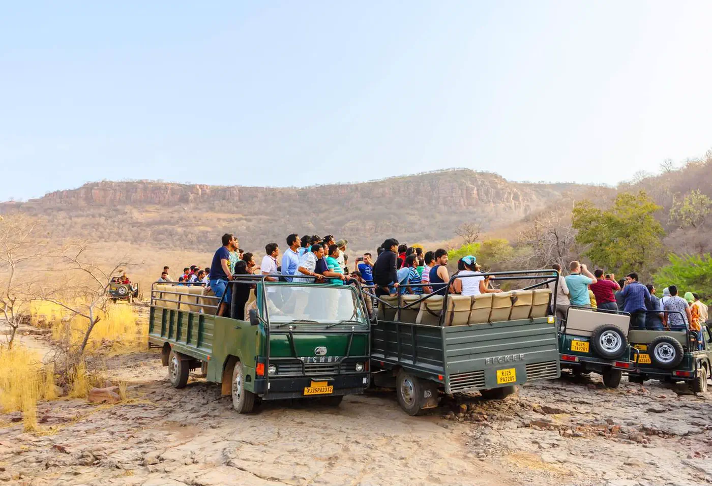 Group wildlife safari in Ranthambore National Park