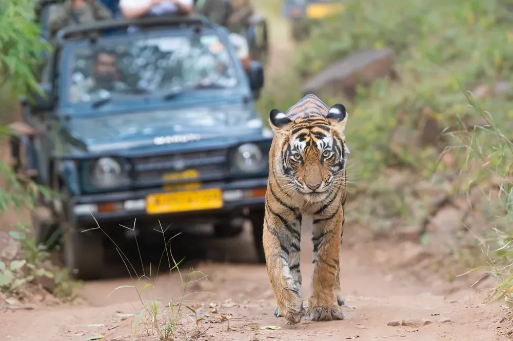 Jungle Safari