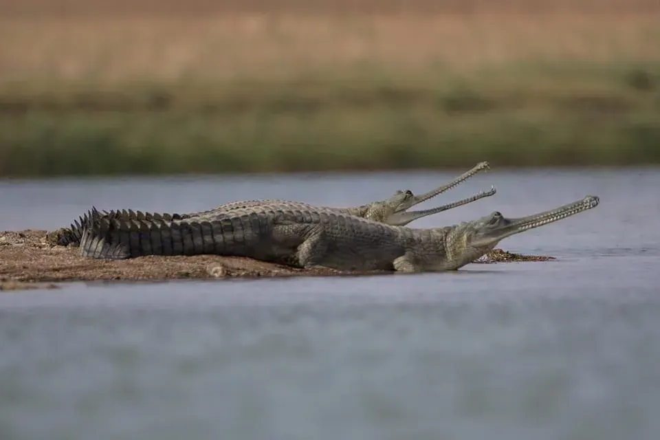 Two gharials resting on a riverbank