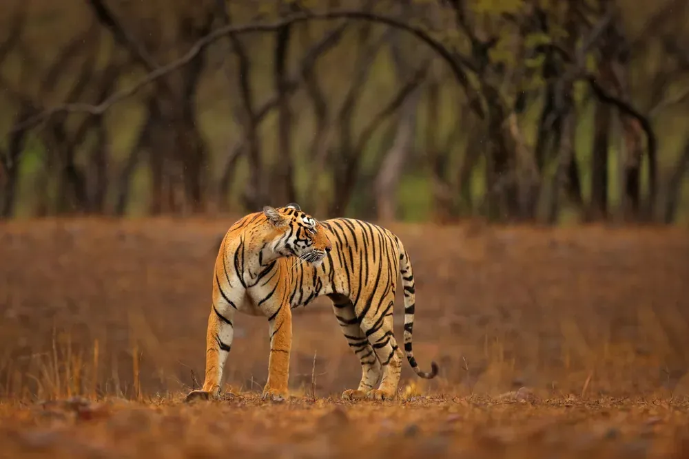 Two Bengal tigers walking together in the dry forest of Ranthambore National Park