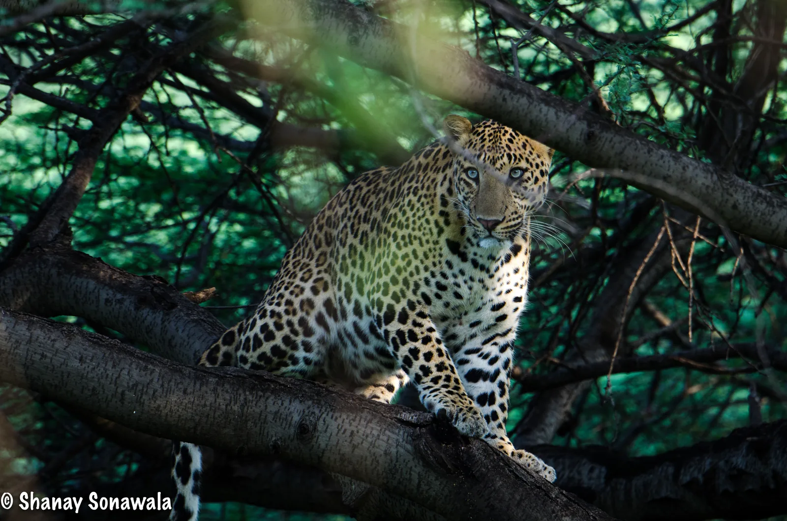 Indian leopard resting on a tree branch