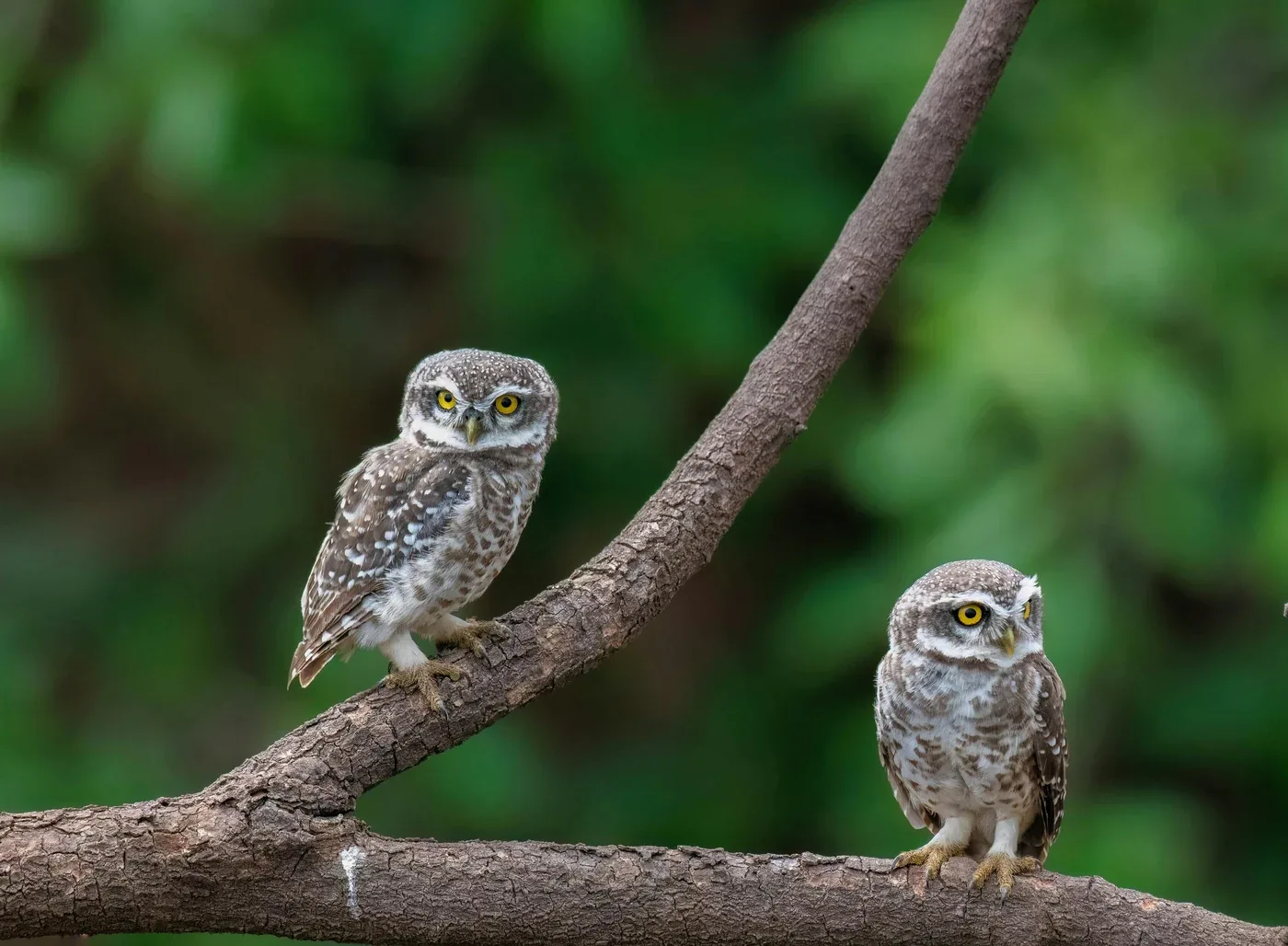 Two spotted owlets perched on tree branches