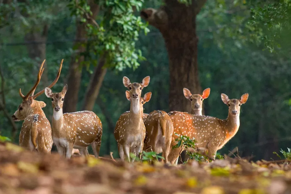 A herd of spotted deer standing in a forest clearing